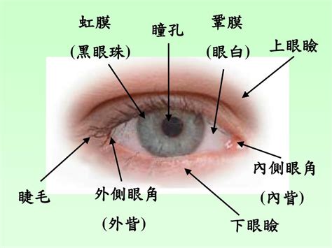 眼睛位置|人類眼睛